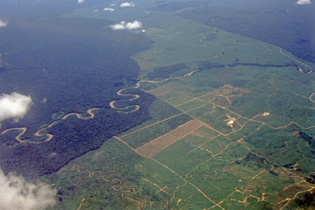 Rodung in West-Papua Indonesien
