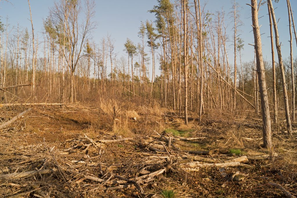 Waldsterben in der Dübener Heide bei Mörtitz