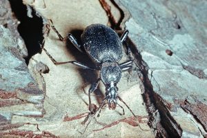 Körniger Schaufelkäfer Cychrus caraboides