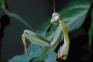 Mantis religiosa